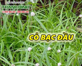Mua bán cỏ bạc đầu ở quận Tân Phú giúp hỗ trợ chữa tiêu chảy