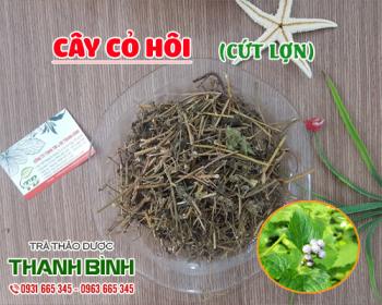 Mua bán cây cỏ hôi tại huyện Phú Xuyên chữa viêm xoang dị ứng mãn tính