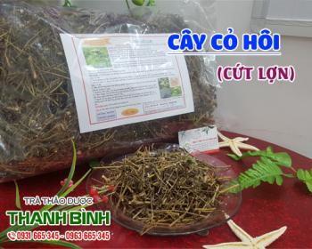Mua bán cây cỏ hôi tại quận Hoàn Kiếm sử dụng để điều trị viêm họng