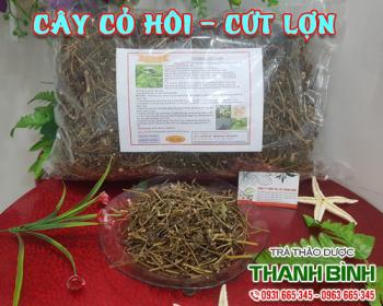Mua bán cây cỏ hôi ở quận Tân Bình điều trị sỏi đường tiết niệu
