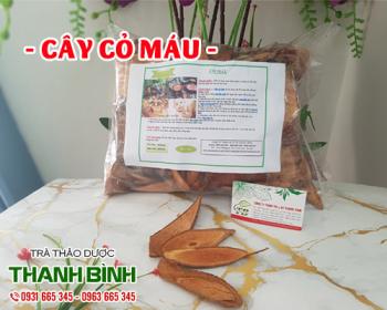 Mua bán cây cỏ máu ở quận Tân Phú hỗ trợ trị chứng khí huyết hư