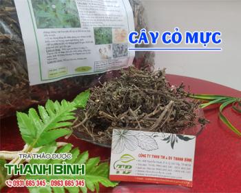 Mua bán cây cỏ mực tại huyện Sóc Sơn giúp phục hồi gan nhiễm mỡ