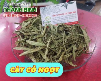 Mua bán cây cỏ ngọt tại quận Hoàn Kiếm hỗ trợ thanh nhiệt cơ thể