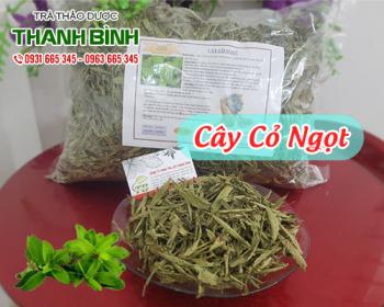 Địa điểm bán cây cỏ ngọt tại Hà Nội chữa béo phì và tiểu đường tốt nhất