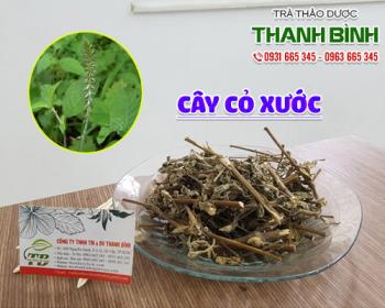 Địa điểm bán cây cỏ xước tại Hà Nội điều trị sỏi thận và tiểu buốt tốt nhất