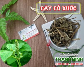 Mua bán cây cỏ xước ở huyện Hóc Môn điều trị tiểu khó và tiểu buốt