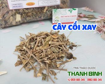 Mua bán cây cối xay ở huyện Hóc Môn hỗ trợ trị bệnh trĩ, giúp thanh nhiệt