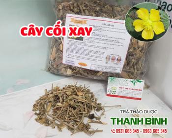 Mua bán cây cối xay ở quận Bình Thạnh hỗ trợ thanh nhiệt cơ thể, mát gan