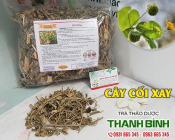 Mua bán cây cối xay tại Bình Thuận giúp điều trị tiểu vàng an toàn nhất