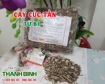 Mua bán cây cúc tần tại huyện Từ Liêm giúp làm dịu cơn đau rát cổ họng