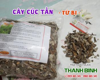 Mua bán cây cúc tần tại huyện Ứng Hòa hỗ trợ điều trị đau đầu chóng mặt