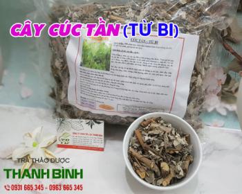 Mua bán cây cúc tần ở huyện Hóc Môn chữa đau nhức xương khớp