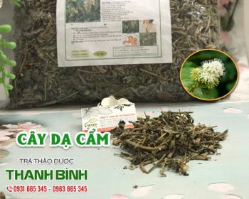 Mua bán cây dạ cẩm tại quận Hoàn Kiếm giúp điều trị bệnh đau dạ dày