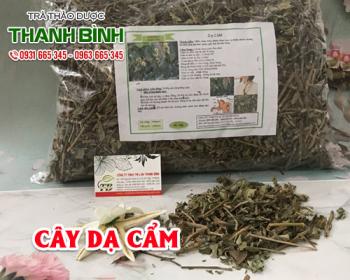 Mua bán cây dạ cẩm tại huyện Quốc Oai có tác dụng chữa đau tá tráng