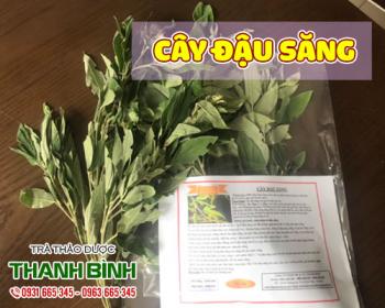 Mua bán cây đậu săng ở quận Tân Bình giúp nôn mửa tốt khi ngộ độc