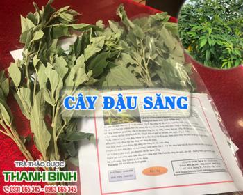 Mua bán cây đậu săng tại huyện Thanh Trì giúp điều trị sốt do mọc răng
