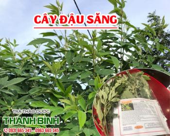 Mua bán cây đậu săng tại Bắc Ninh giúp điều trị viêm da an toàn nhất