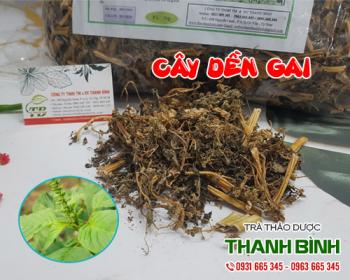 Mua bán cây dền gai tại quận Hoàng Mai cải thiện tình trạng viêm họng