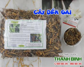 Mua bán cây dền gai tại huyện Mê Linh có tác dụng chữa mụn nhọt tốt nhất
