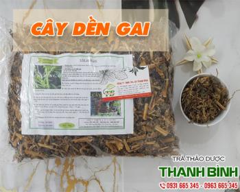 Mua bán cây dền gai ở quận Phú Nhuận giúp thanh nhiệt giải độc