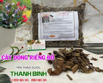 Mua bán cây dong riềng đỏ tại huyện Quốc Oai điều trị bệnh về đường ruột