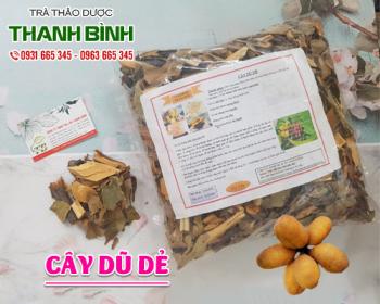 Mua bán cây dũ dẻ tại huyện Thanh Oai có tác dụng kích thích hệ tiêu hóa