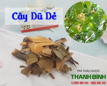 Mua bán cây dũ dẻ ở quận Tân Phú được sử dụng làm tinh dầu