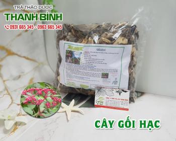 Mua bán cây gối hạc tại quận Hoàn Kiếm điều trị đau nhức lưng mỏi gối