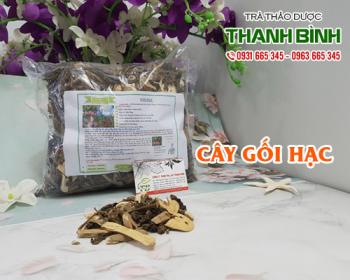 Mua bán cây gối hạc tại huyện Thanh Oai giúp giảm thiểu tê bì tay chân 