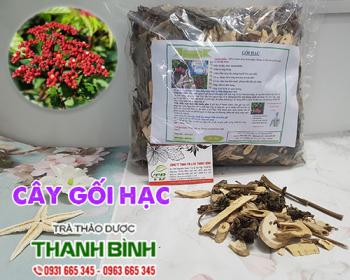 Mua bán cây gối hạc tại Bình Thuận có tác dụng giảm đau nhức mỏi lưng