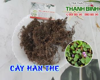 Mua bán cây hàn the ở quận Tân Phú chữa viêm đường tiết niệu