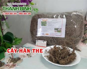 Mua bán cây hàn the tại huyện Thanh Trì có tác dụng kháng viêm tốt nhất