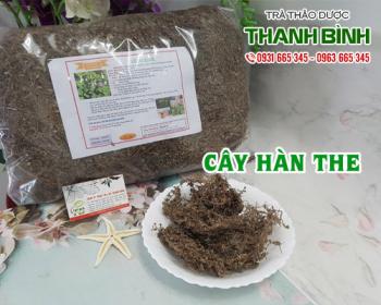 Mua bán cây hàn the tại huyện Ứng Hòa có tác dụng giảm đau do té ngã