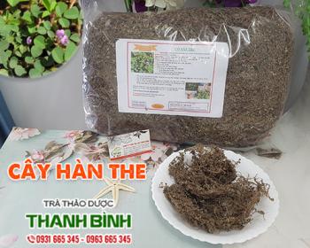 Mua bán cây hàn the tại Điện Biên giúp điều trị phù do suy thận rất tốt