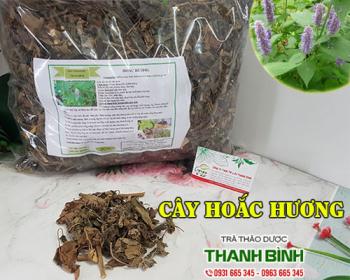 Mua bán cây hoắc hương tại huyện Ba Vì có tác dụng giải cảm hạ sốt