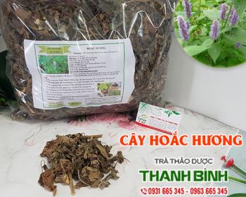 Mua bán cây hoắc hương tại Bạc Liêu giúp điều trị viêm đường ruột