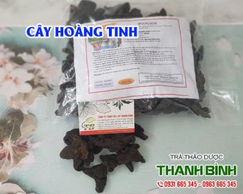 Mua bán cây hoàng tinh tại huyện Thanh Trì hỗ trợ điều trị bệnh tiểu đường