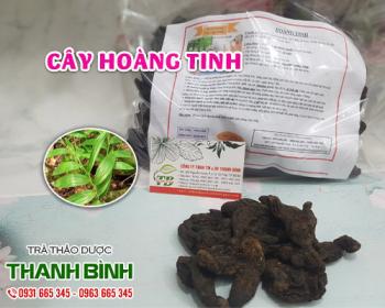 Mua bán cây hoàng tinh tại huyện Phú Xuyên giúp làm đen tóc hiệu quả nhất