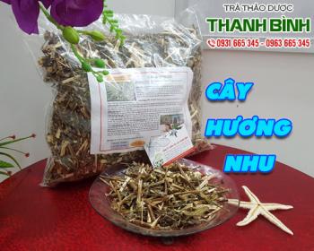 Mua bán cây hương nhu tại quận Bình Thạnh giúp hỗ trợ hệ tiêu hóa