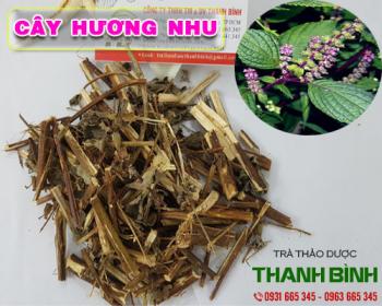Mua bán cây hương nhu ở quận Phú Nhuận điều trị chứng nấm da đầu