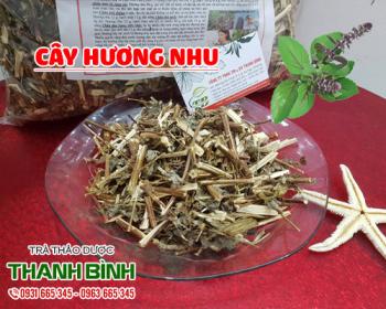 Mua bán cây hương nhu tại quận Hoàn Kiếm giảm đau đầu cho cảm lạnh
