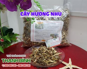 Mua bán cây hương nhu tại huyện Mê Linh chữa các bệnh đường tiêu hóa