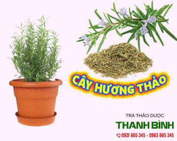 Mua bán cây hương thảo ở huyện Củ Chi hỗ trợ tăng cường sức khỏe