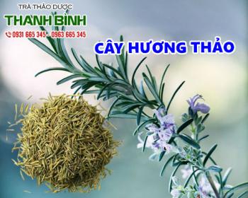 Mua bán cây hương thảo ở quận Tân Phú giúp điều trị đau bụng kinh