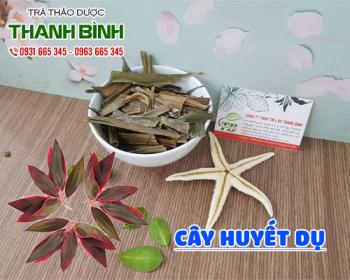Mua bán cây huyết dụ tại huyện Thanh Trì dùng chữa bạch đới và khí hư