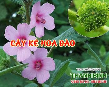 Mua bán cây ké hoa đào ở quận Phú Nhuận có tác dụng trị bướu giáp
