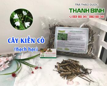 Mua bán cây kiến cò tại huyện Thanh Trì giúp điều trị đau nhức đầu gối