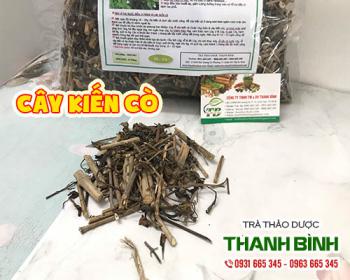 Mua bán cây kiến cò ở huyện Bình Chánh giảm đau do phong tê thấp và lao lực