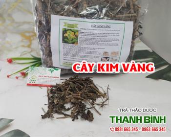 Mua bán cây kim vàng ở quận Phú Nhuận giúp trị vết rắn và côn trùng cắn