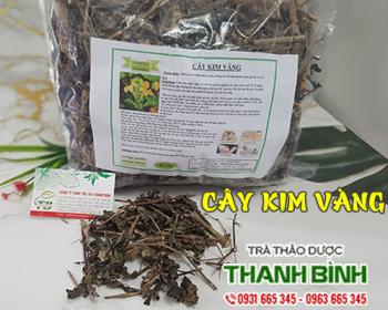 Mua bán cây kim vàng tại Hà Giang có tác dụng tiêu sưng vết côn trùng cắn